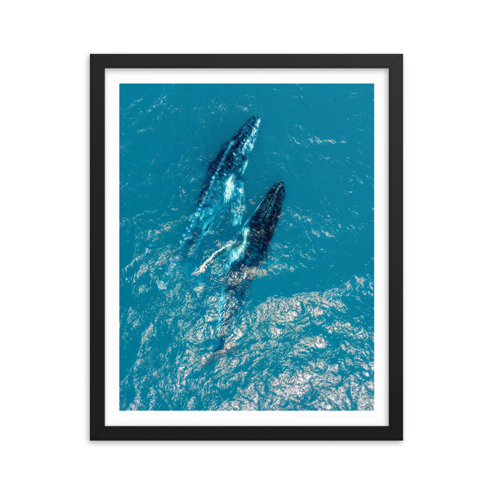 Whales - 1114
