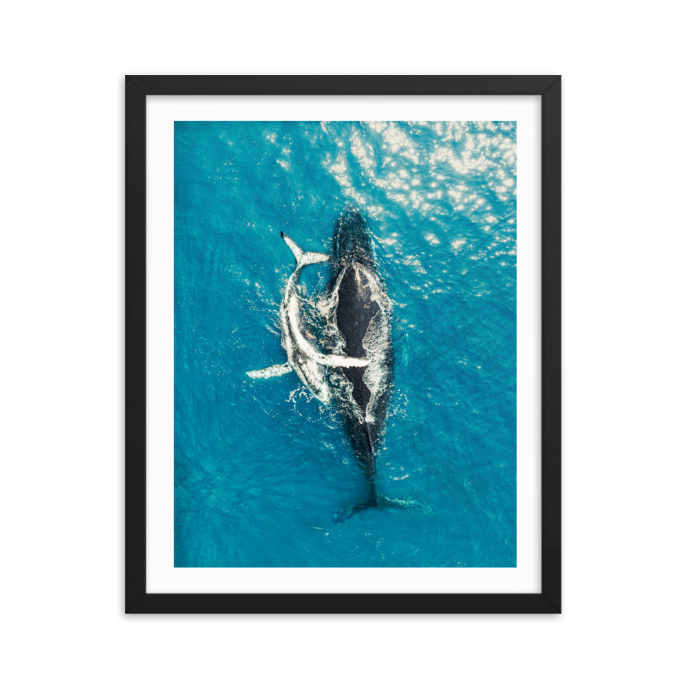 Whales - 1196