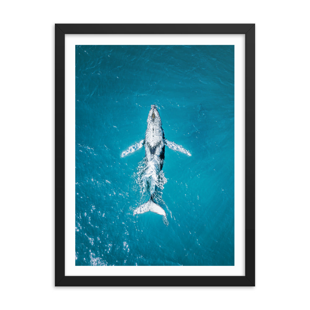 Whale - 1182