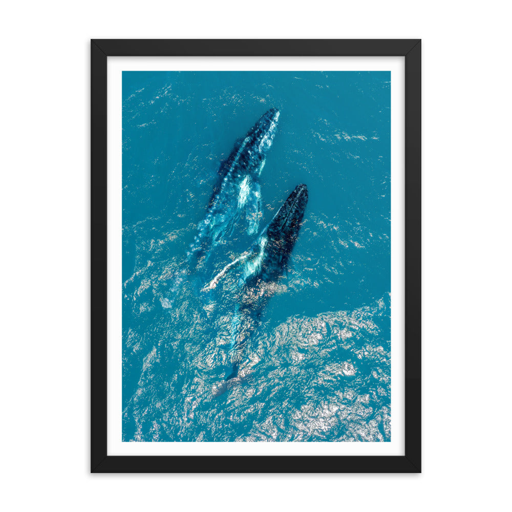 Whales - 1114