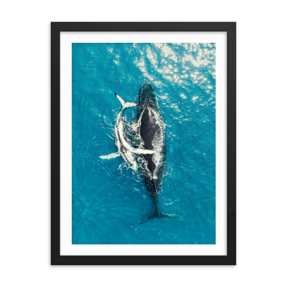 Whales - 1196