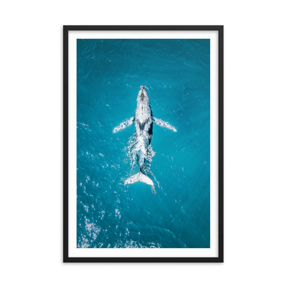 Whale - 1182