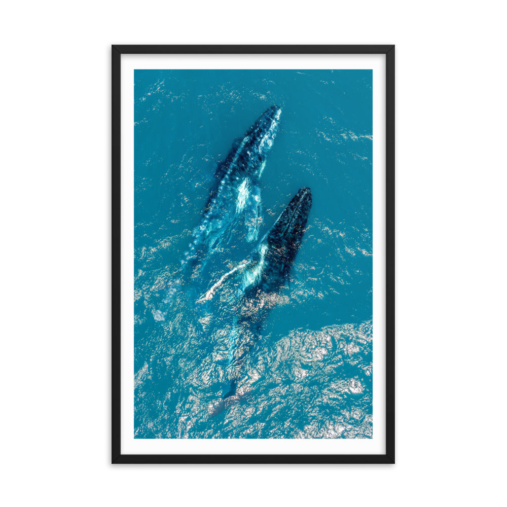 Whales - 1114