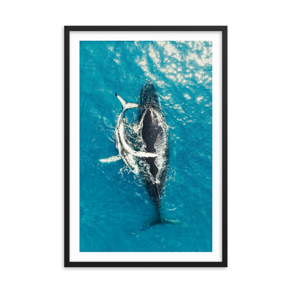 Whales - 1196