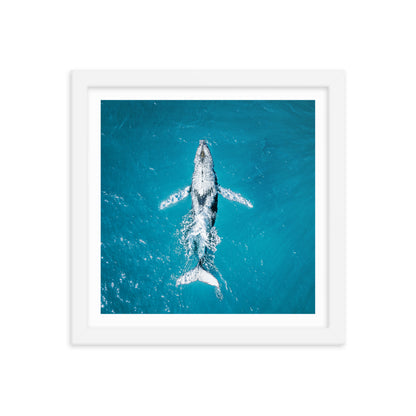 Whale - 1182