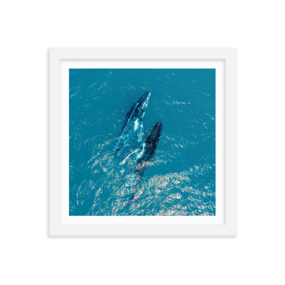 Whales - 1114