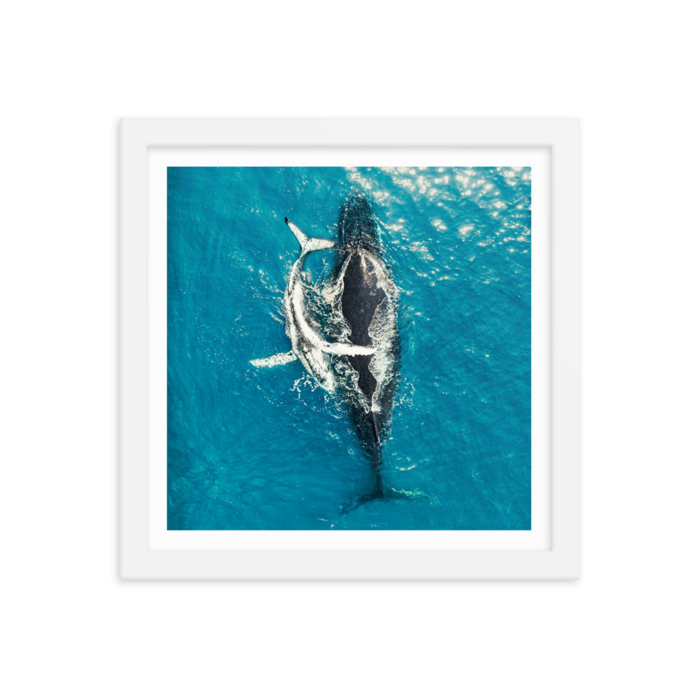 Whales - 1196