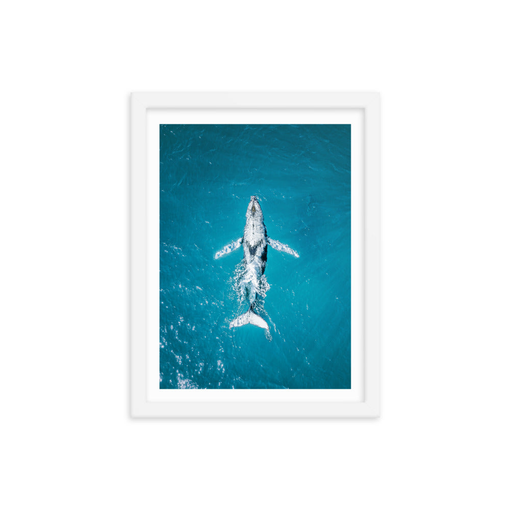 Whale - 1182