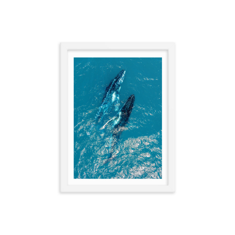 Whales - 1114