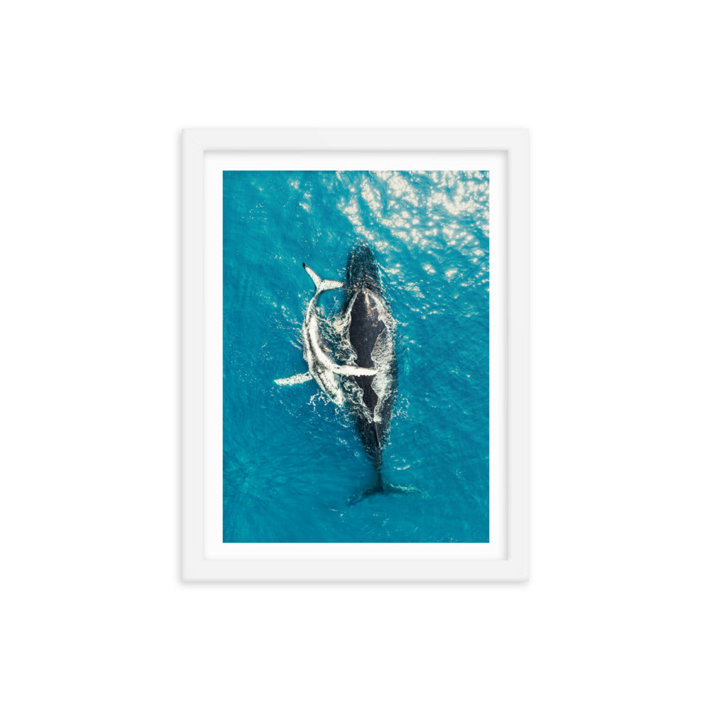 Whales - 1196