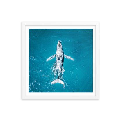 Whale - 1182