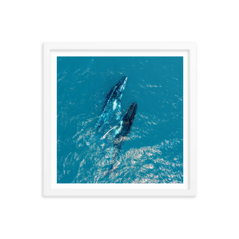 Whales - 1114
