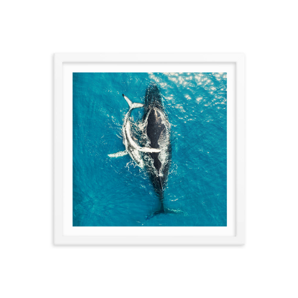 Whales - 1196