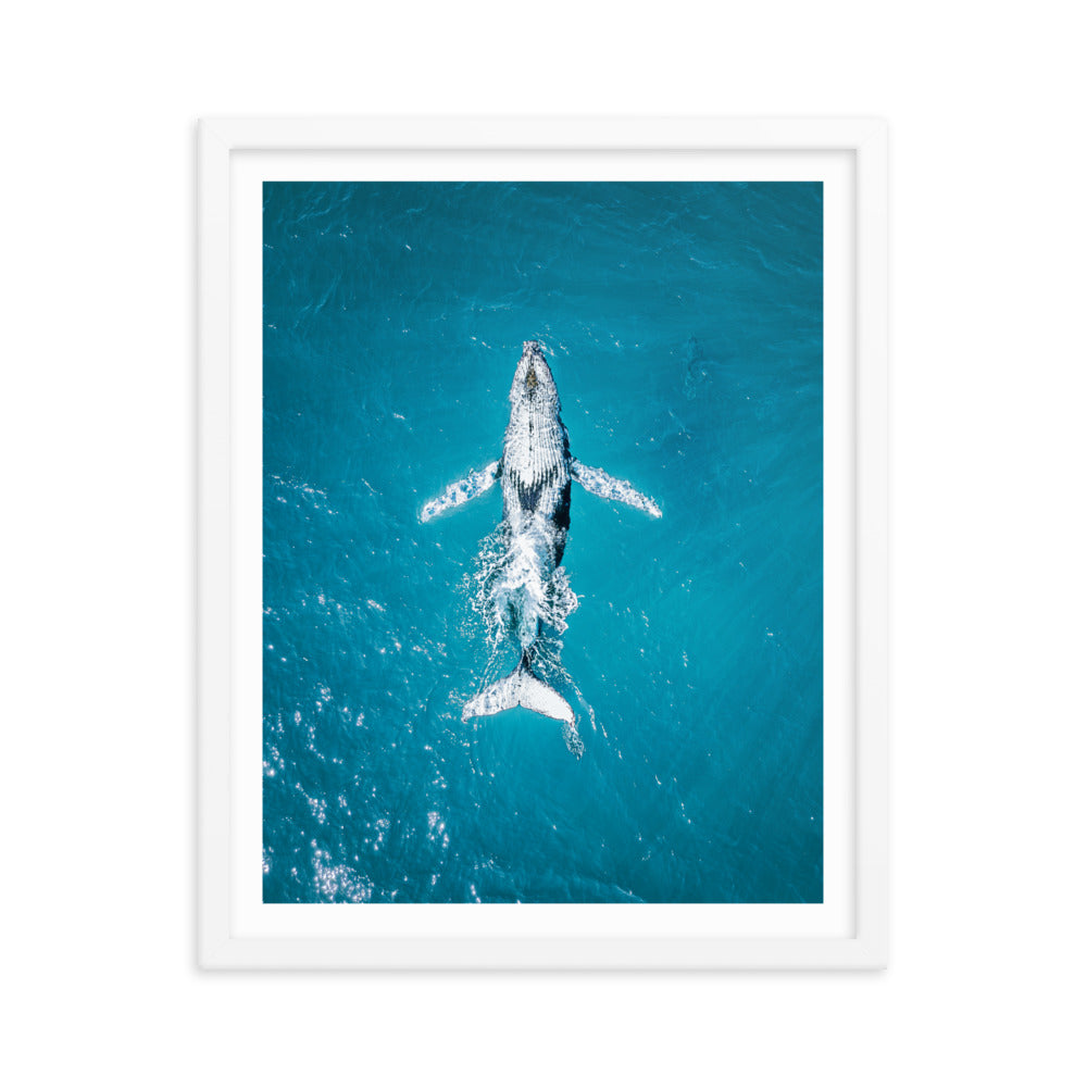 Whale - 1182