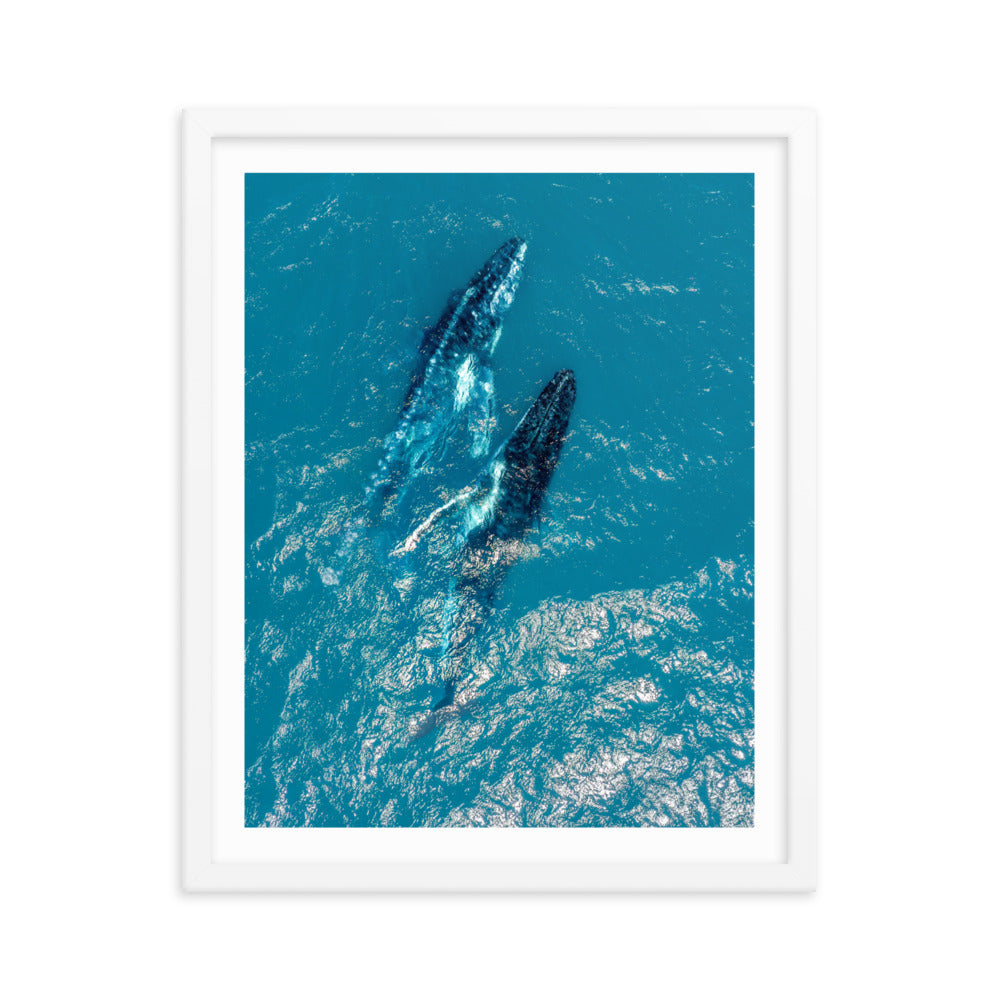 Whales - 1114