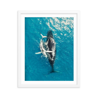 Whales - 1196