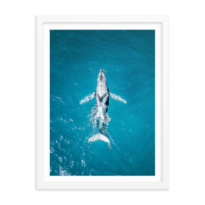 Whale - 1182