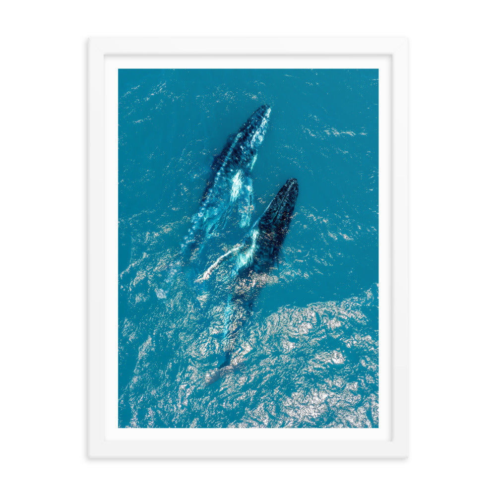 Whales - 1114