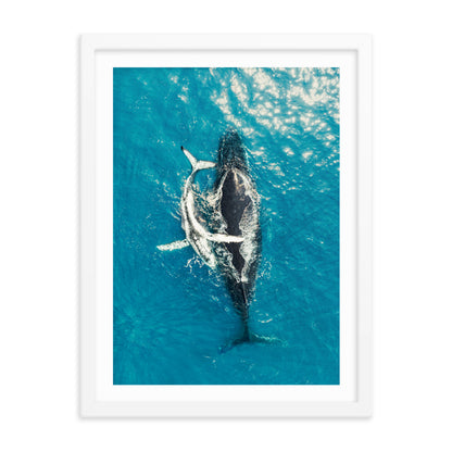 Whales - 1196