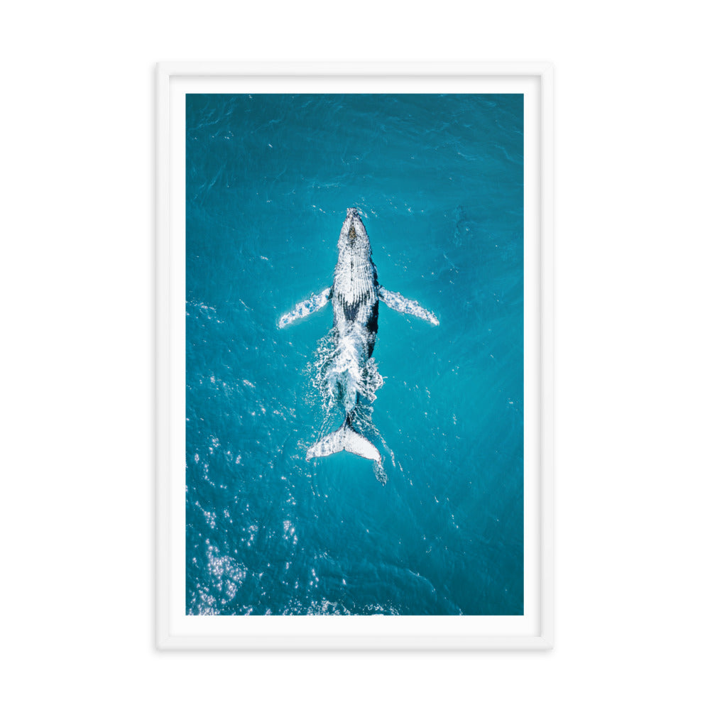 Whale - 1182
