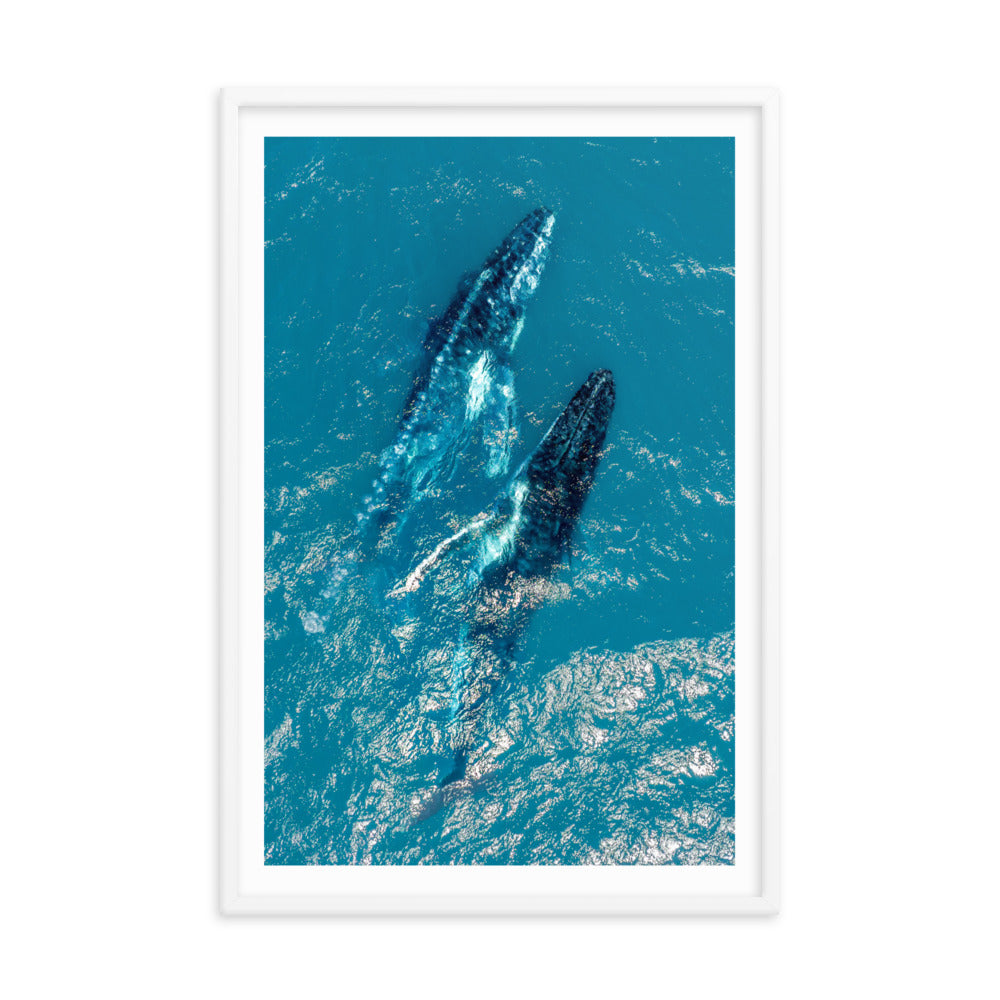 Whales - 1114
