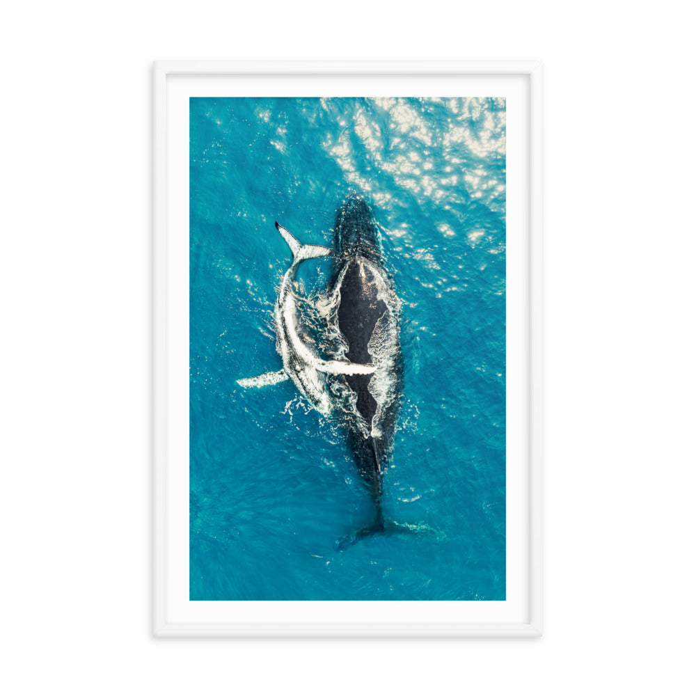 Whales - 1196